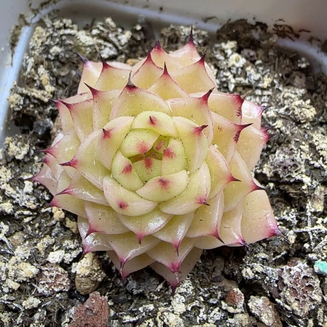 一物一拍麦秆14236