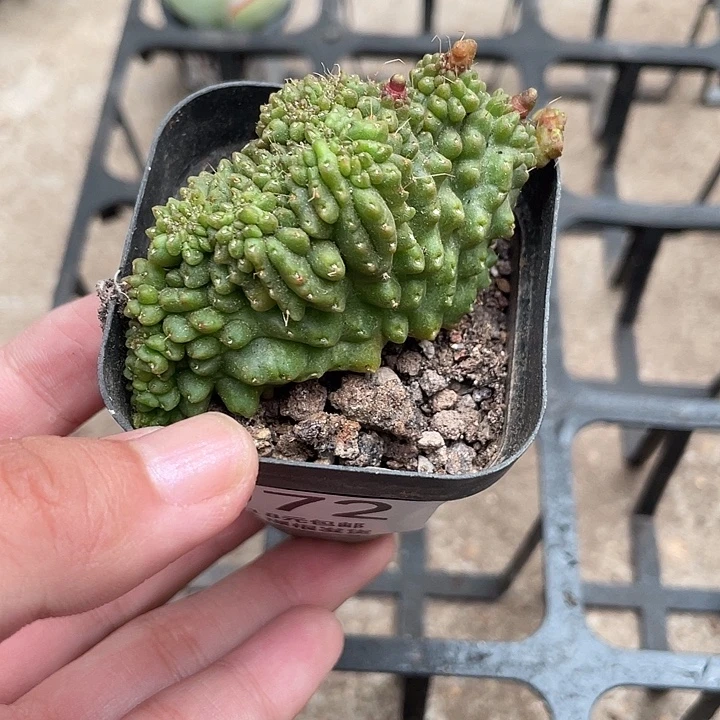 蛋***宝072缀化仙人球植物