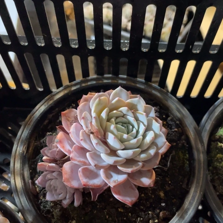 海棠花单头起满20包邮脱土发货