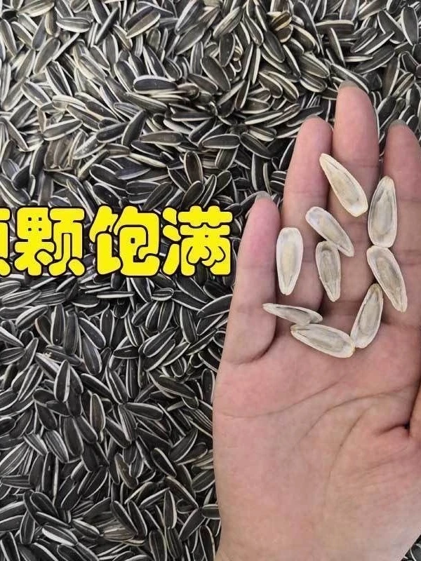 内蒙363瓜子生熟可选大颗粒瓜子原味