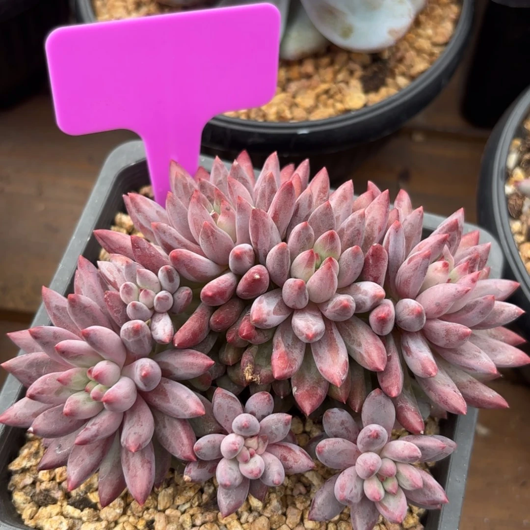 无花朵虞美人群1111