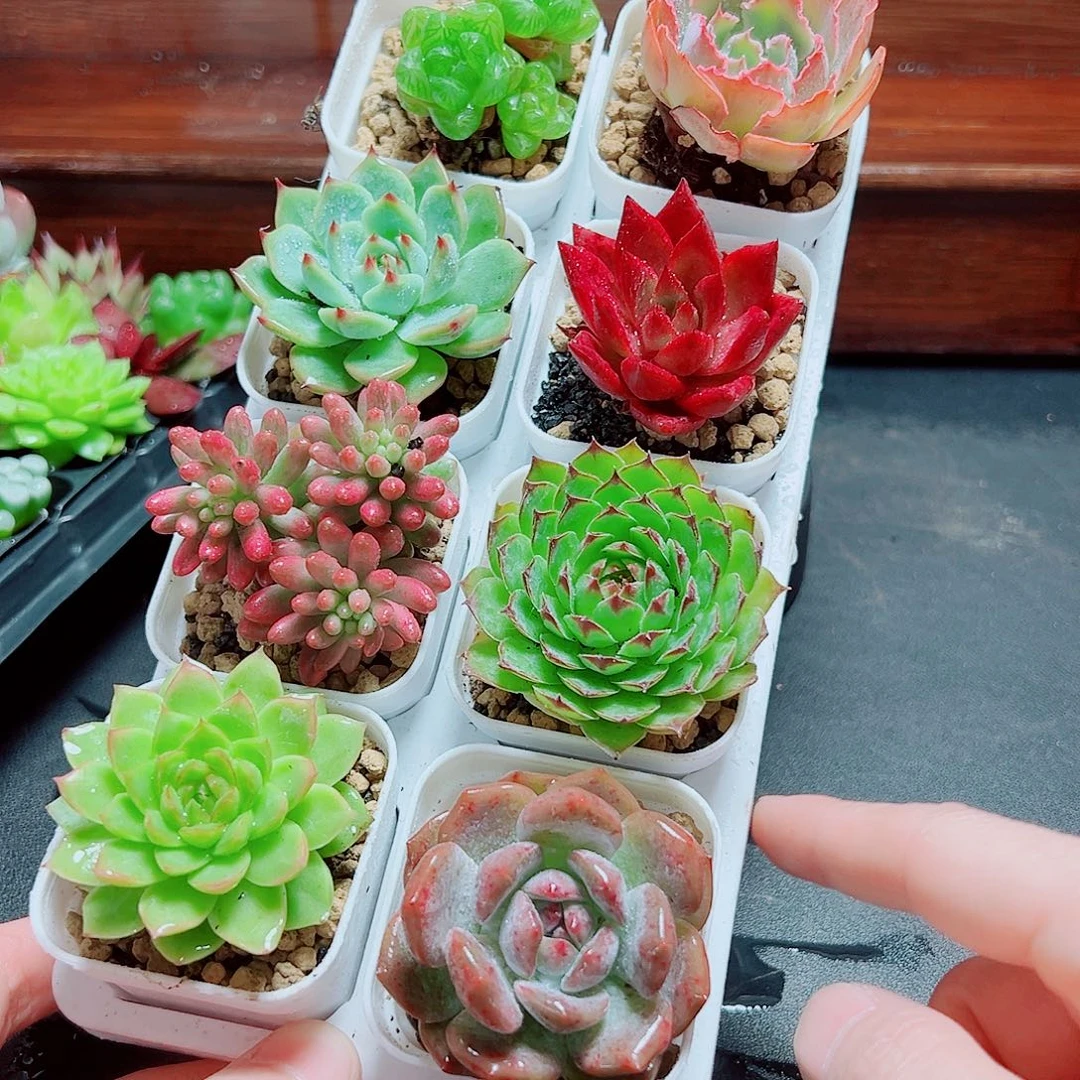 8棵套餐多肉植物组合
