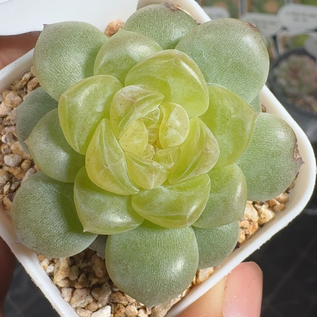 0904-114-翠果单头