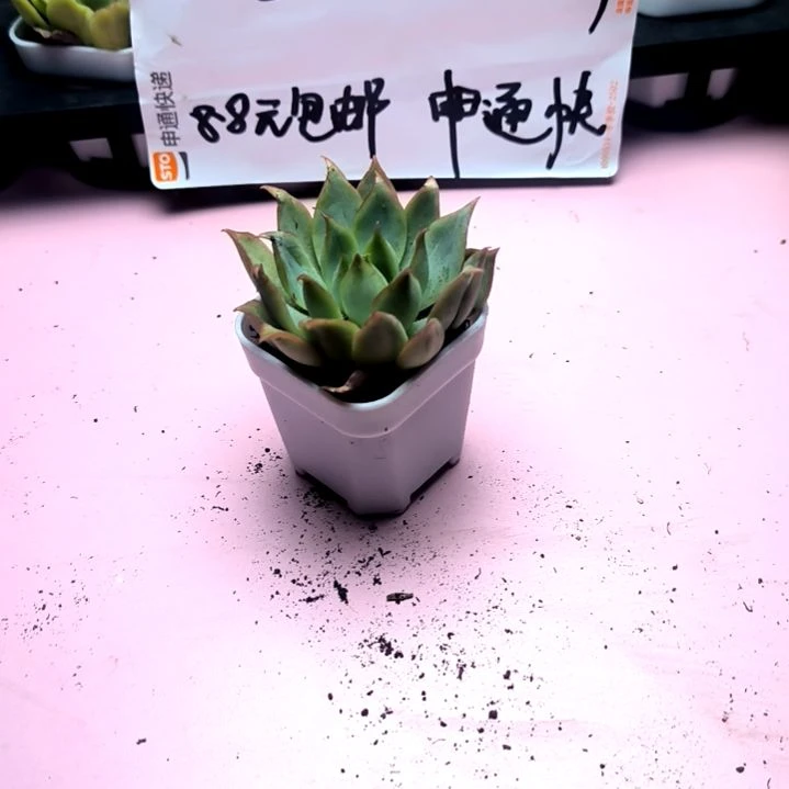 宝莲灯，满8.8包邮发货谢谢
