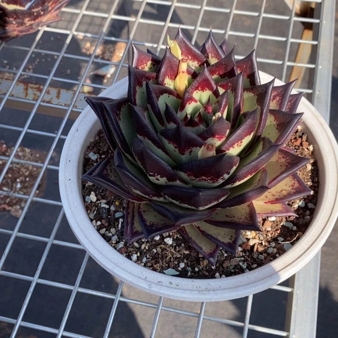 【闪购商品】Z*205-03