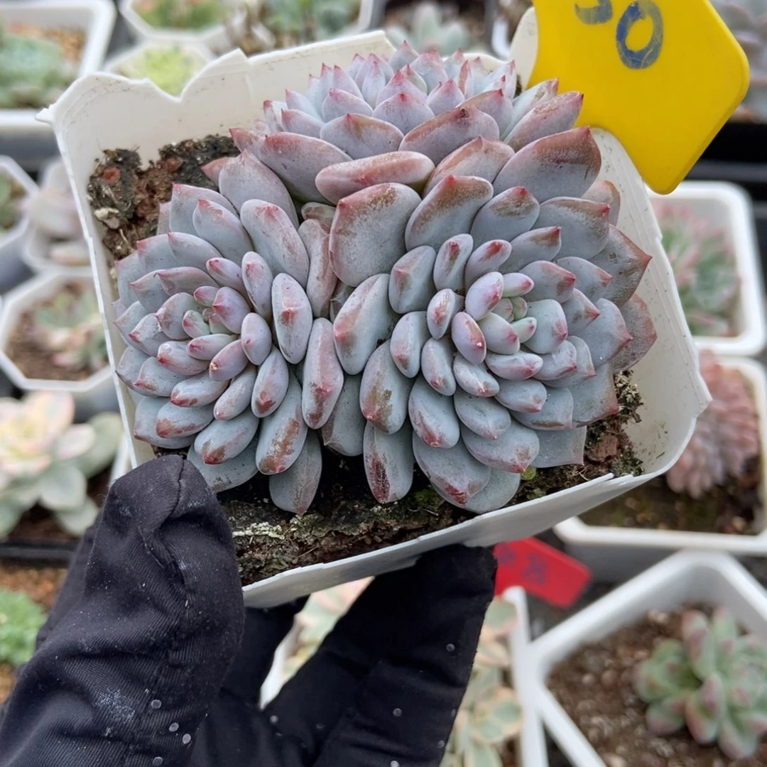 850玉芙蓉多肉植物