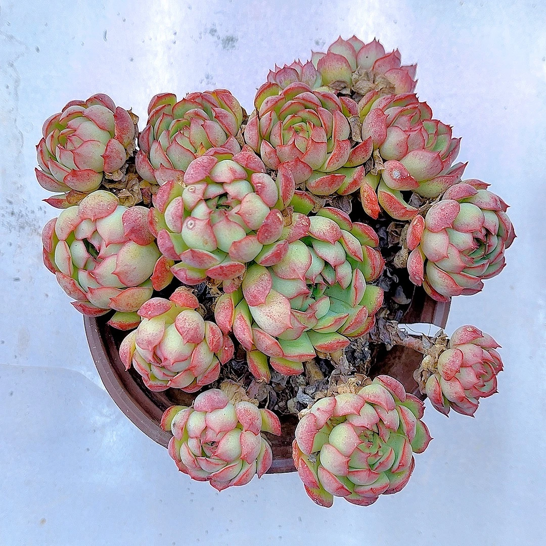 满15包邮（梦幻玫瑰） 多肉绿植 吸甲醛 防辐射 净化 空气 好看