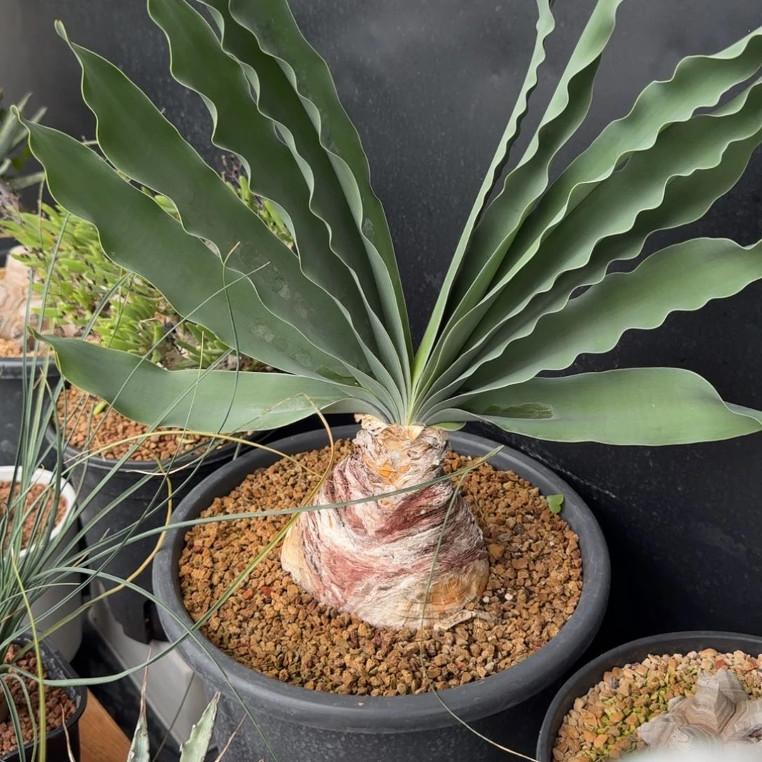 巨凤之卵一物一拍