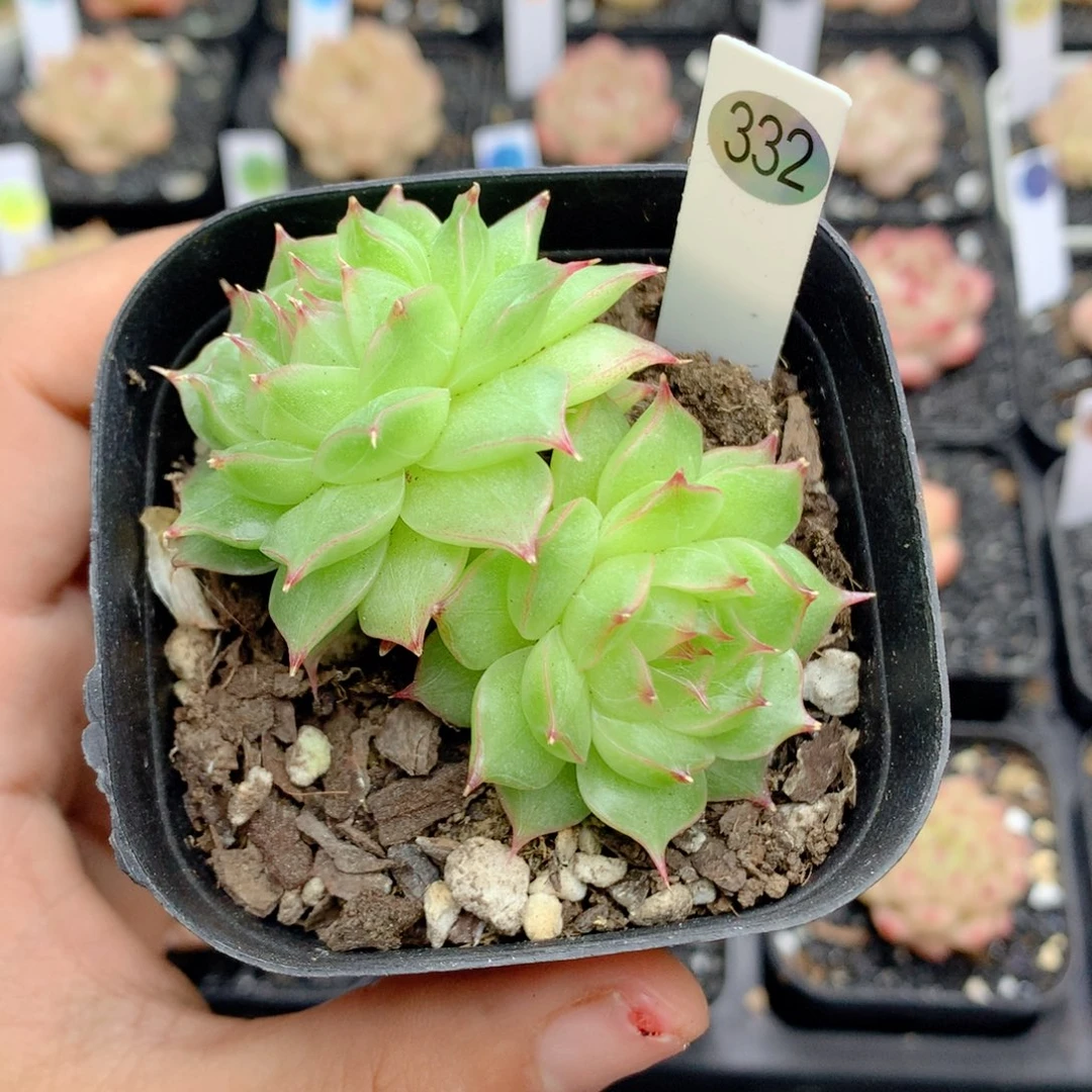 58包邮 群生不包整332