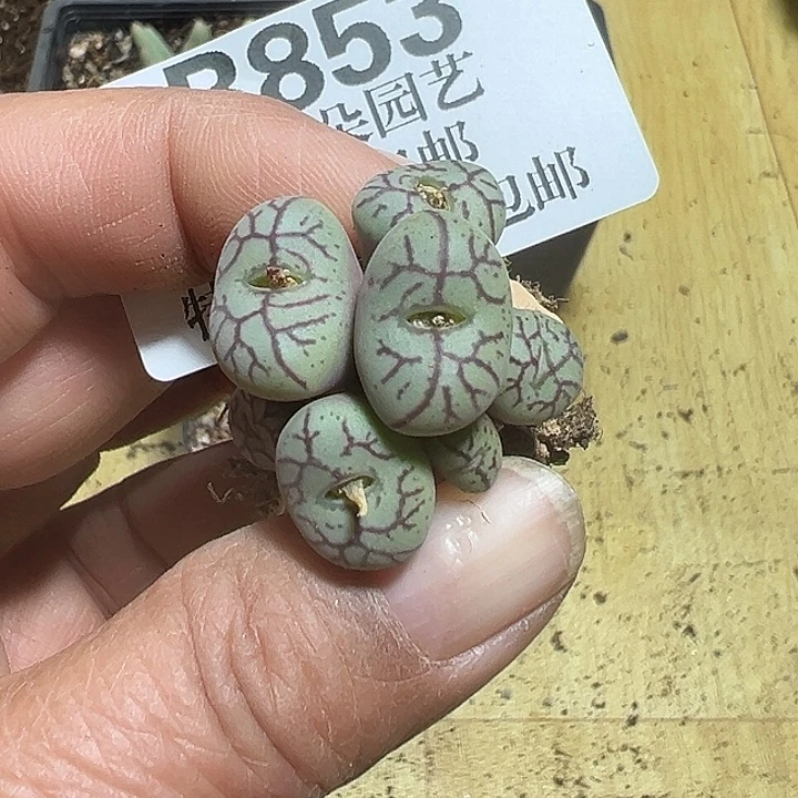 853号猴脸杂多肉植物