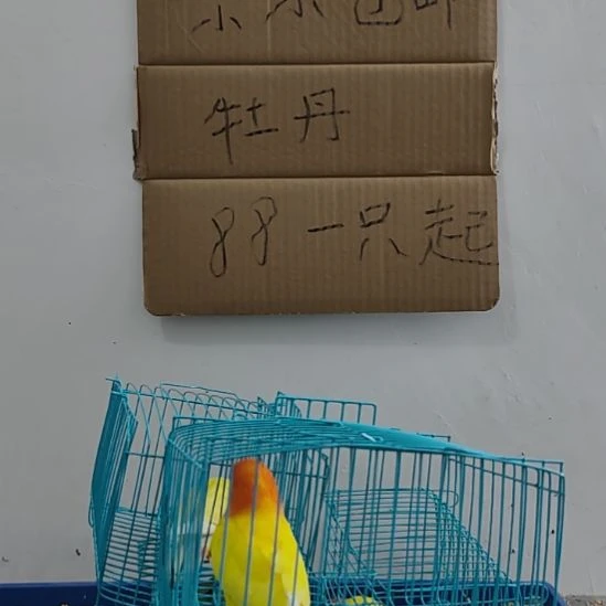 虎皮鹦鹉牡丹鹦鹉鹦鹉1只