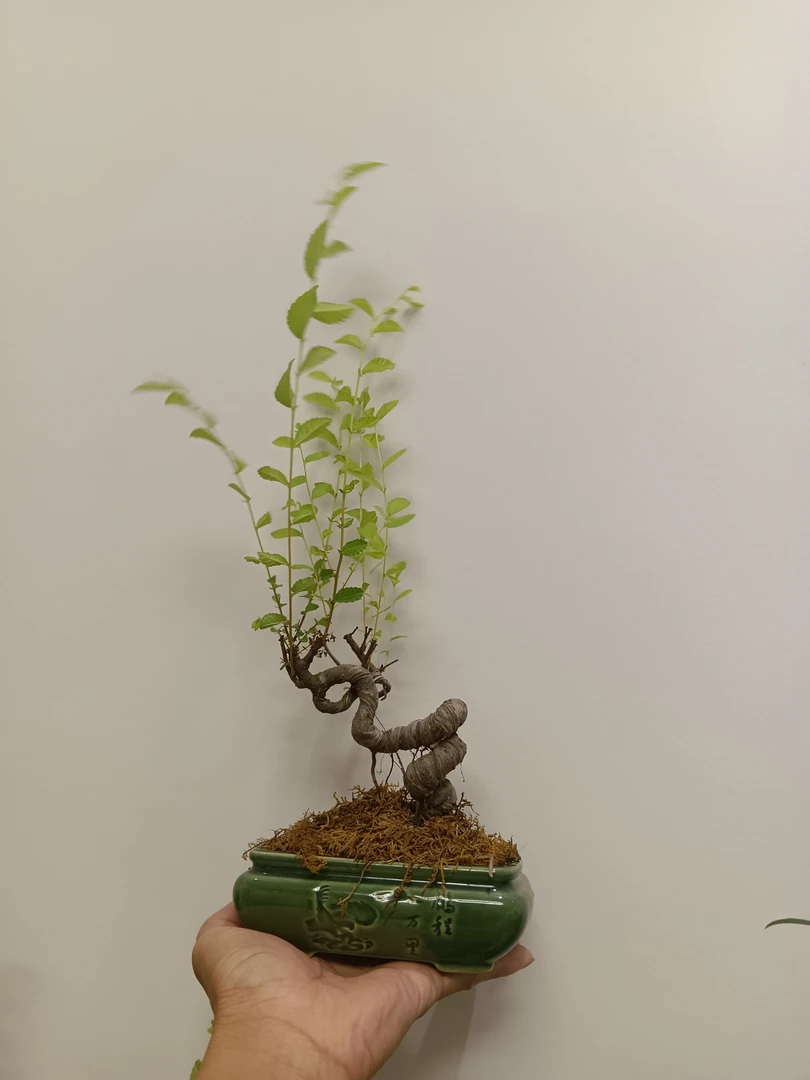 水杨梅 小叶榔榆 小叶紫檀盆景小盆栽