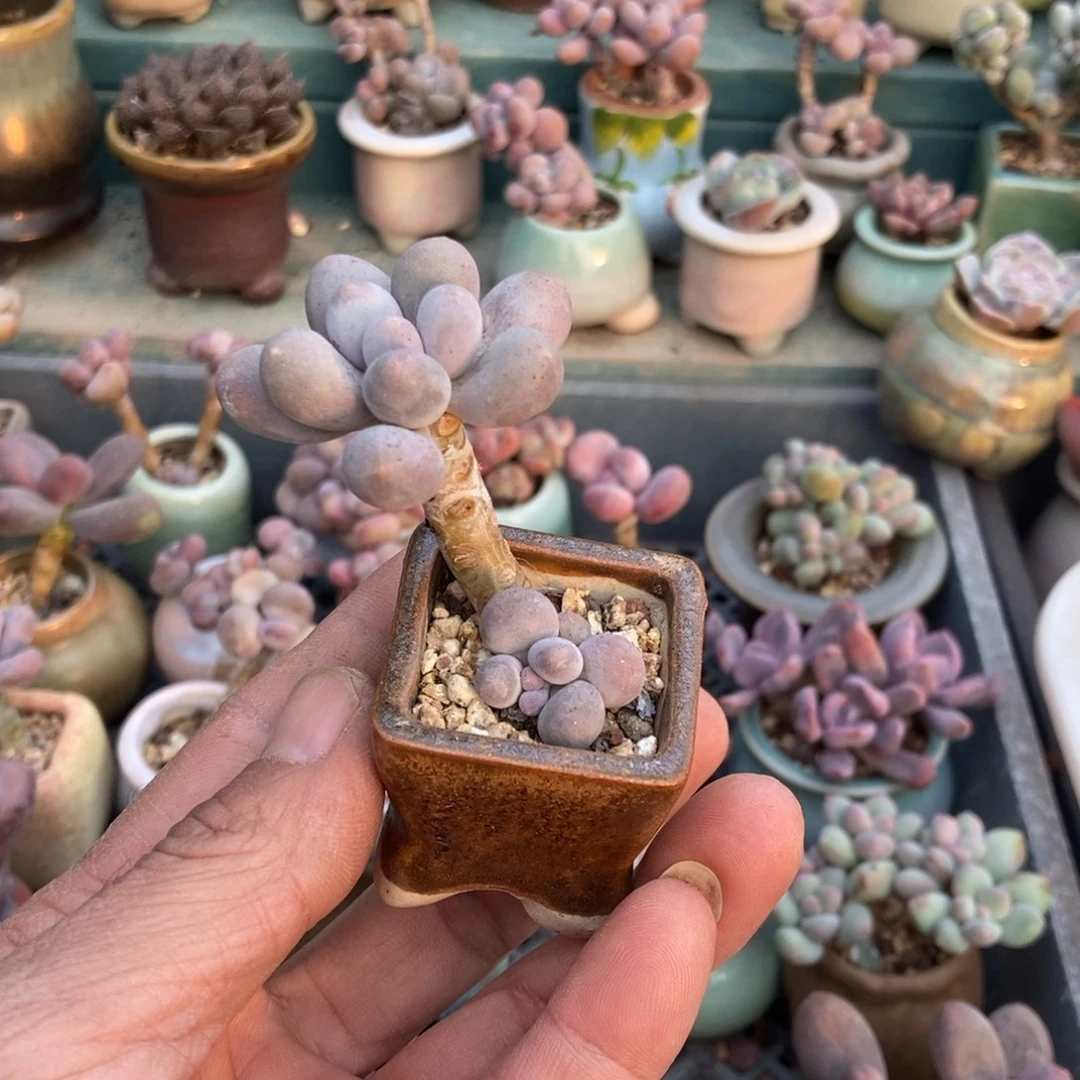 汤圆小老桩12.8带盆发货