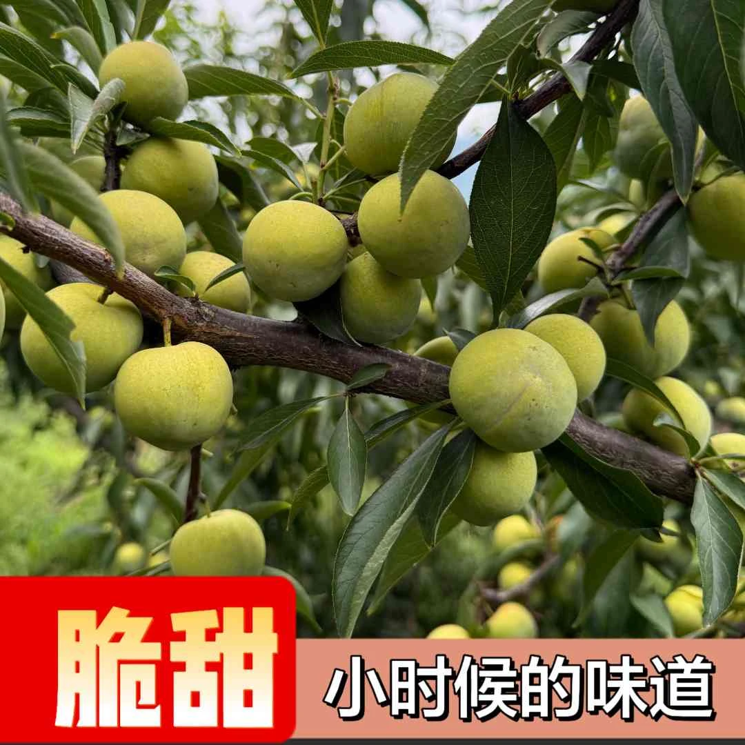 陕西汉阴青脆李5斤脱骨李新鲜应季水果脆甜爽口好吃不贵现摘现发