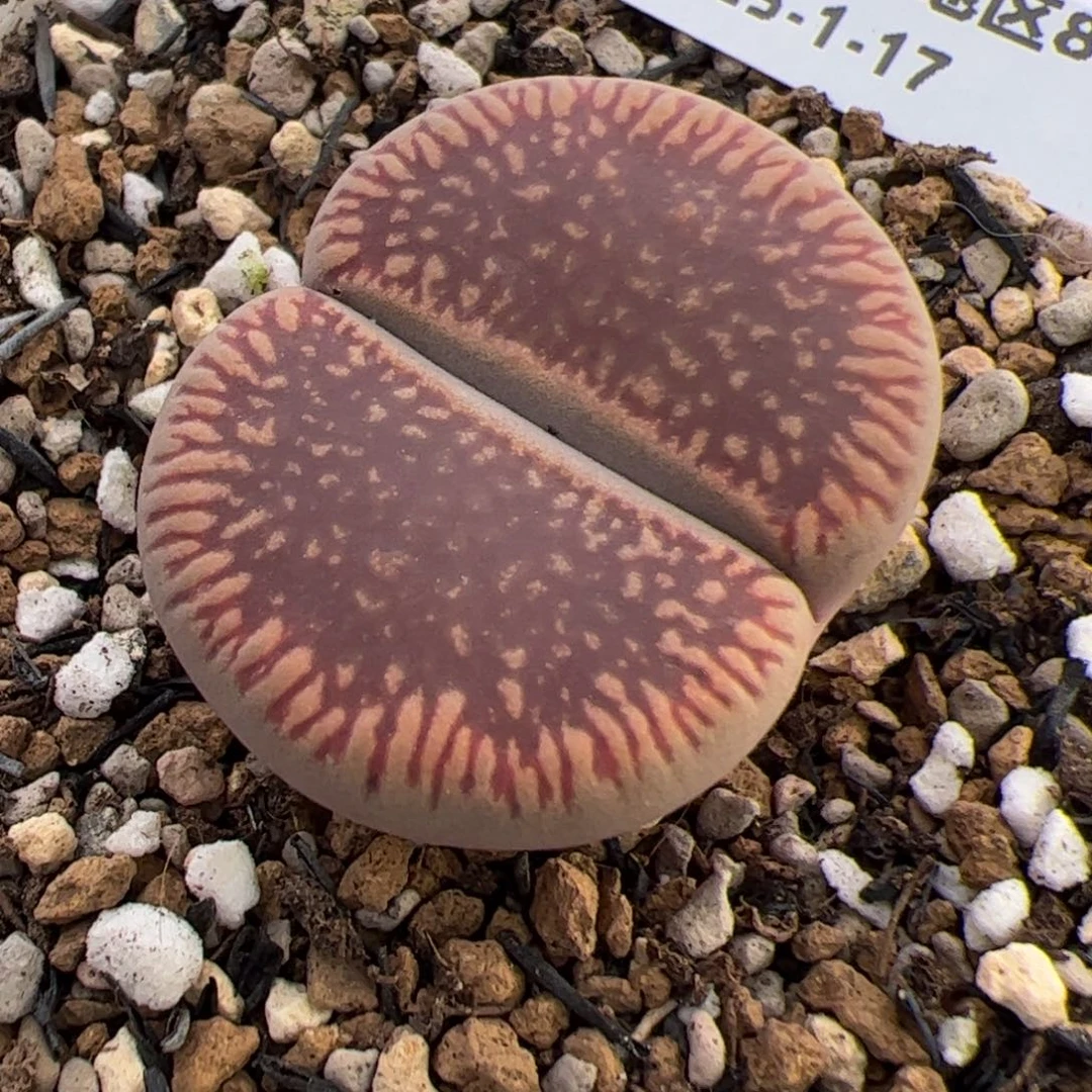 0369号 红光阳多肉植物