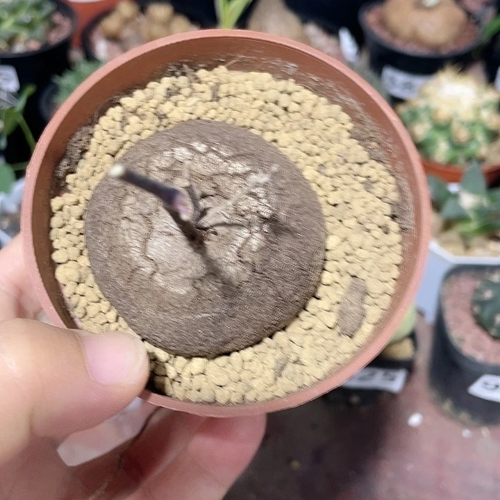 909南非龟甲龙块根