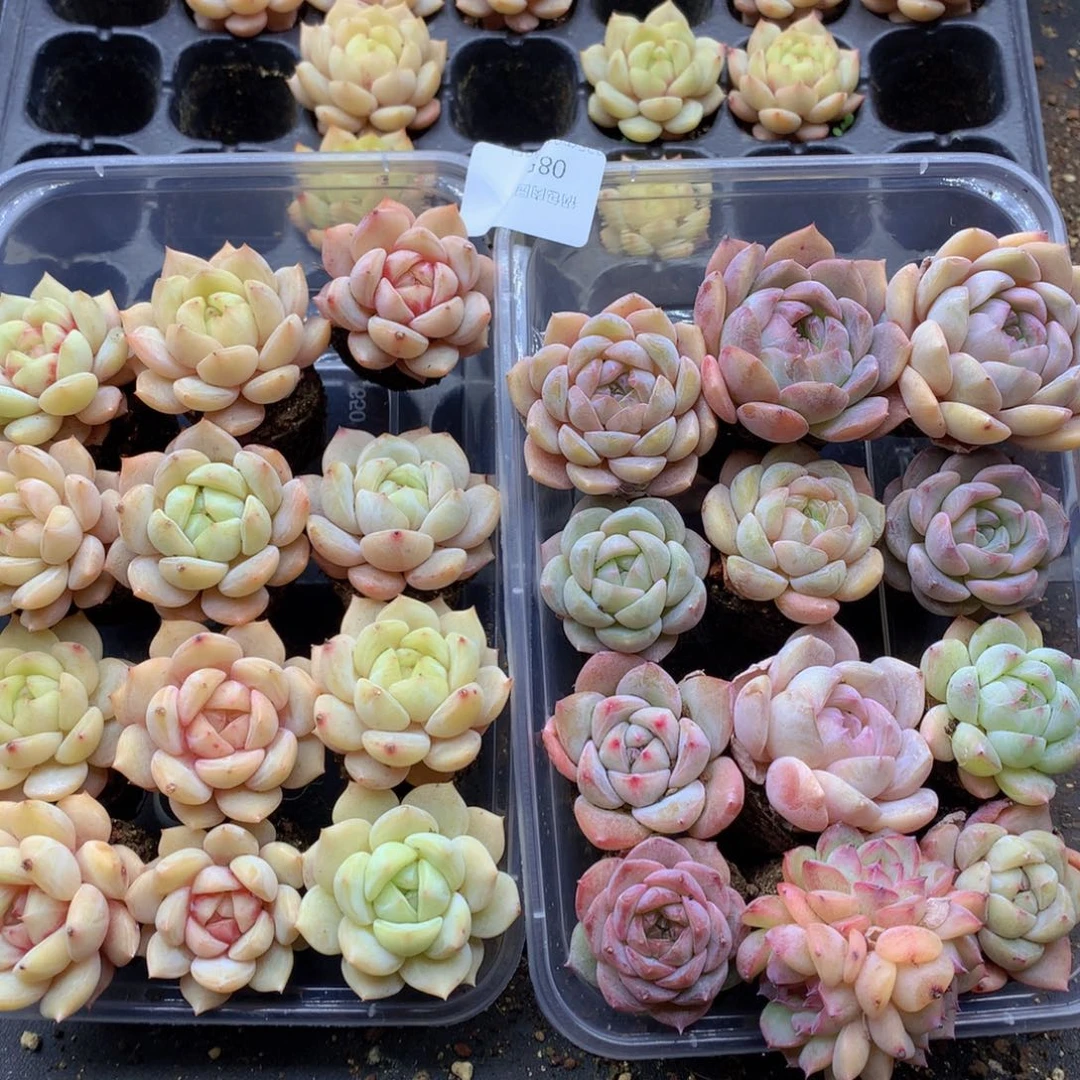 用****4反反复复还是很开心的085