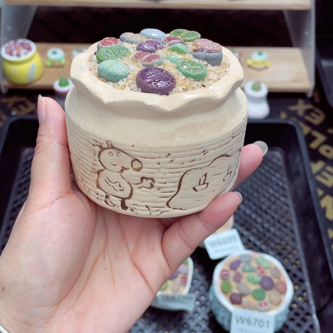 w6702 开播福利 带盆土发货一物一拍