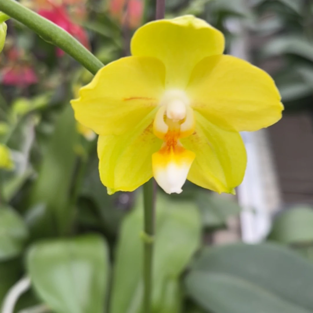 吉祥如意开花叶损福利牵牛花桃金娘水晶兰蝴蝶兰兰花花卉