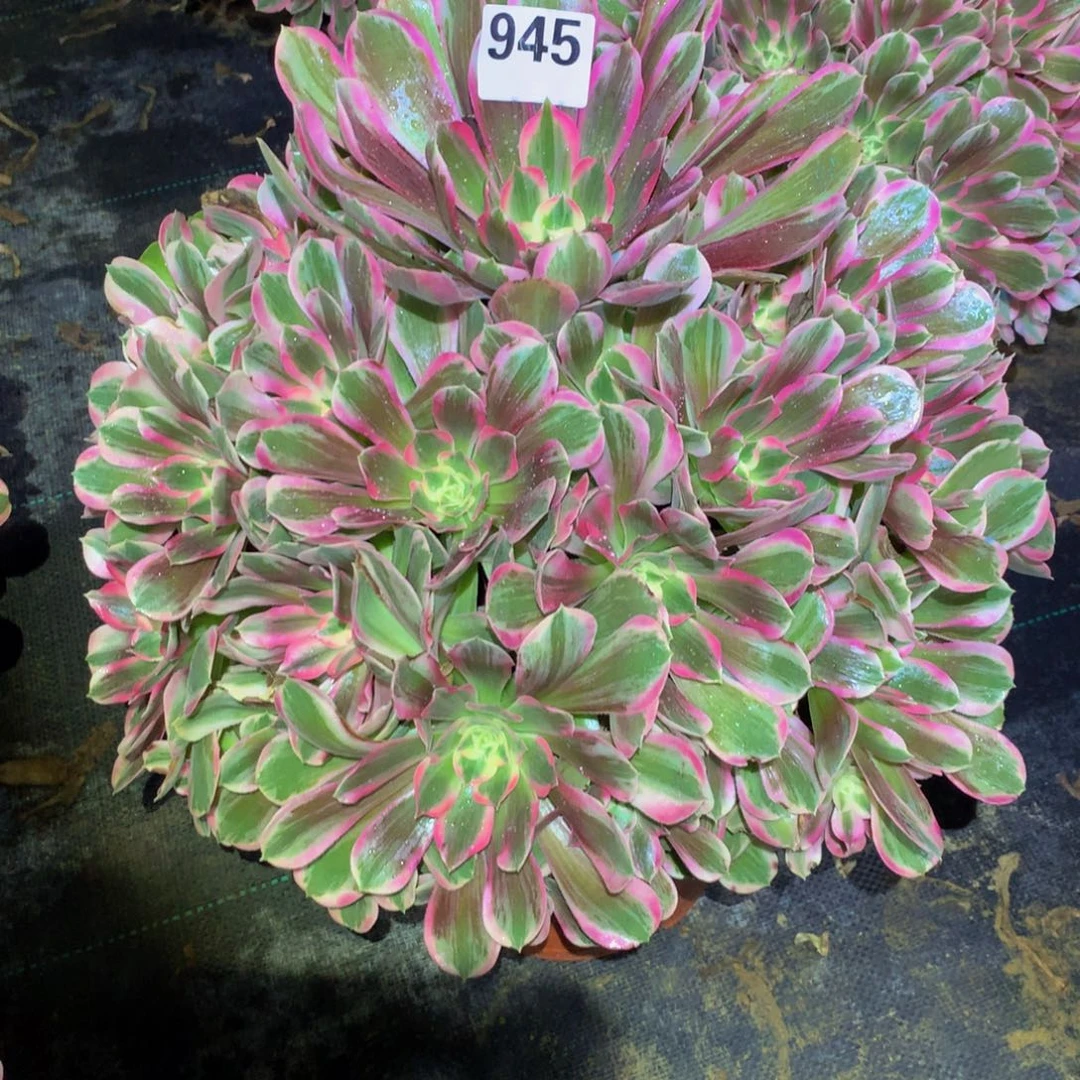 与***舞法师多肉植物945男神