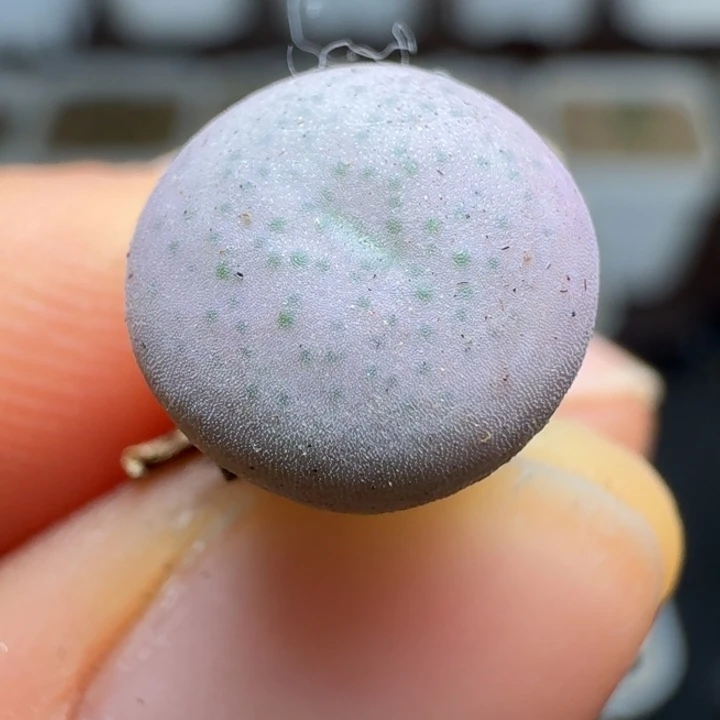 897小拳拳一颗8888