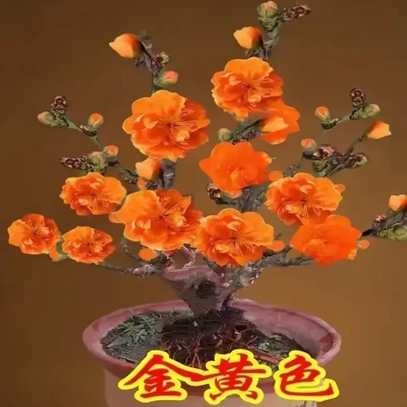 【带芽苞】腊梅梅花盆栽地栽老桩浓香型耐寒植物冬天开花庭院花卉
