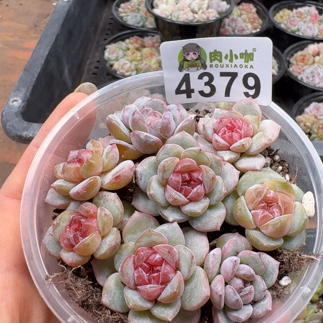 多肉植物多肉植物