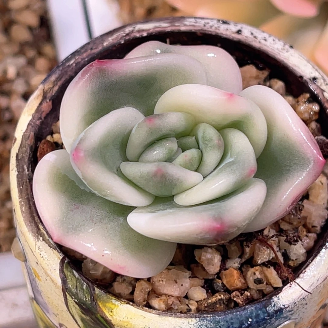 多肉特价伊丽莎白锦侧芽