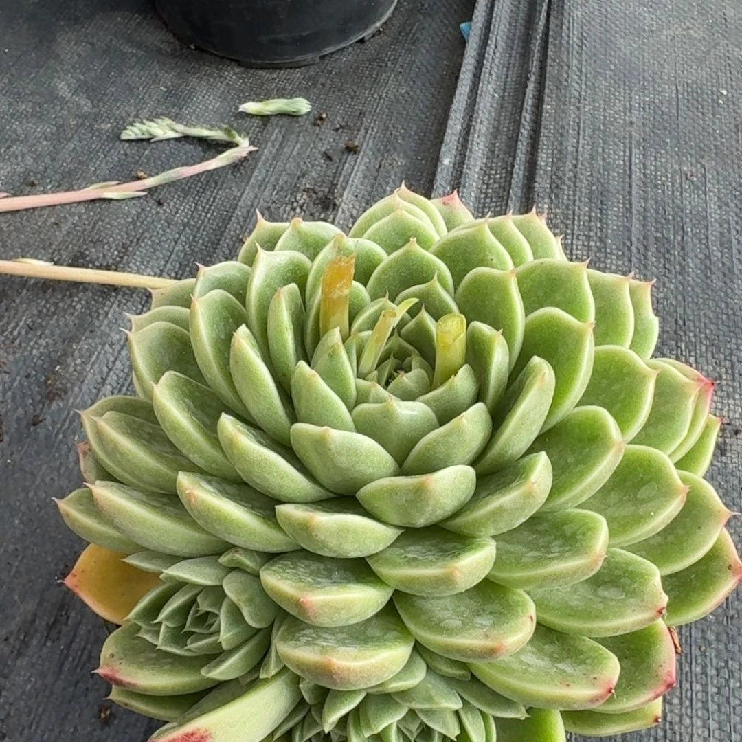 多肉杂交一物一拍24-74