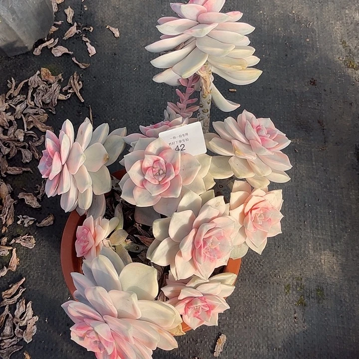 啊***！白皮复伦锦粉锦，一物一拍