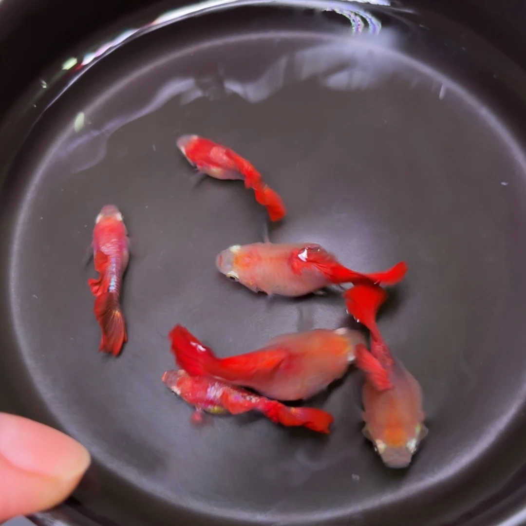 孔雀鱼黄爆球种鱼4+2备损