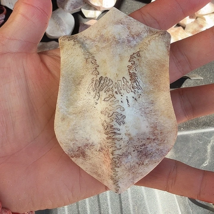 ****养殖鹿头骨制作手把件