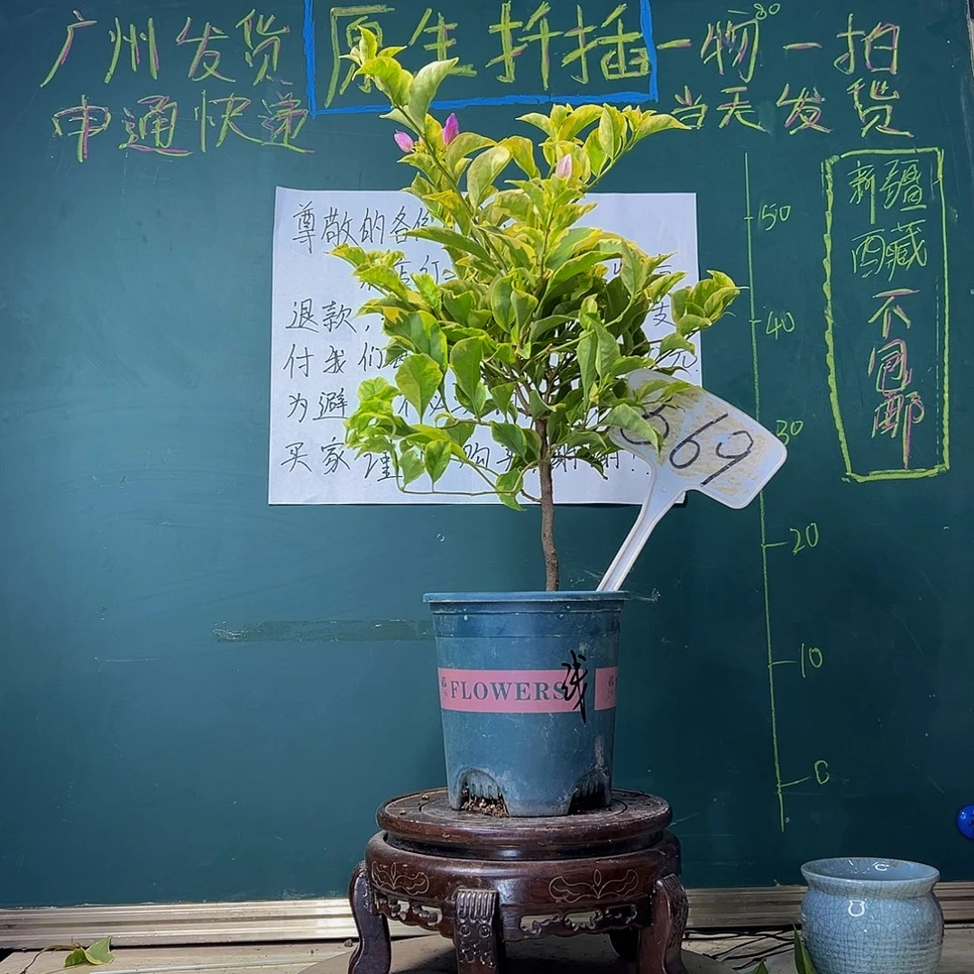 当前无花栽培后可以开花金边浅紫569