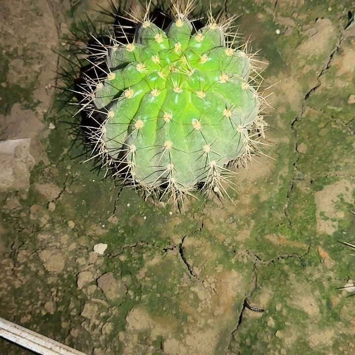 凡**点荣耀根12公分冠服毛花柱有斑