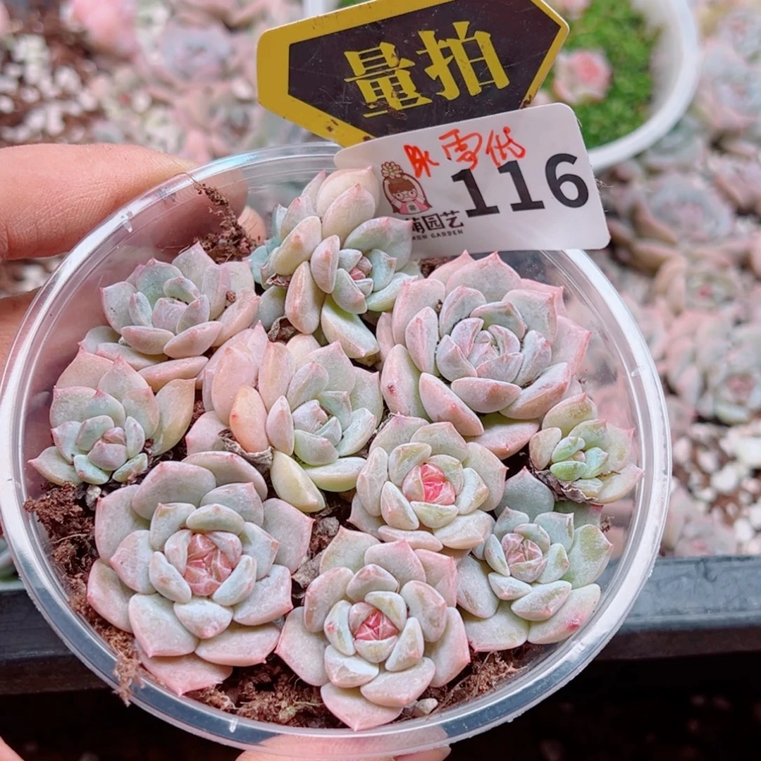 多肉植物多肉植物