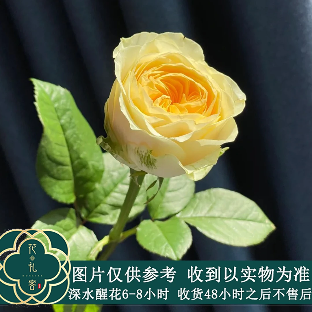 云花巷 * 单头玫瑰 【奶油杯】鲜花优选顺丰直发
