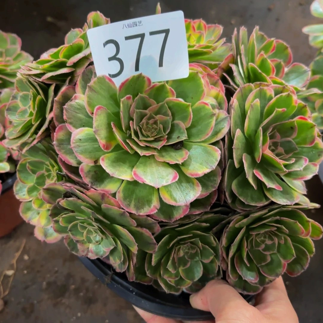 377多肉植物绿体海神