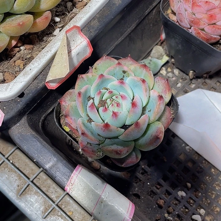 吉娃娃带盆土发货