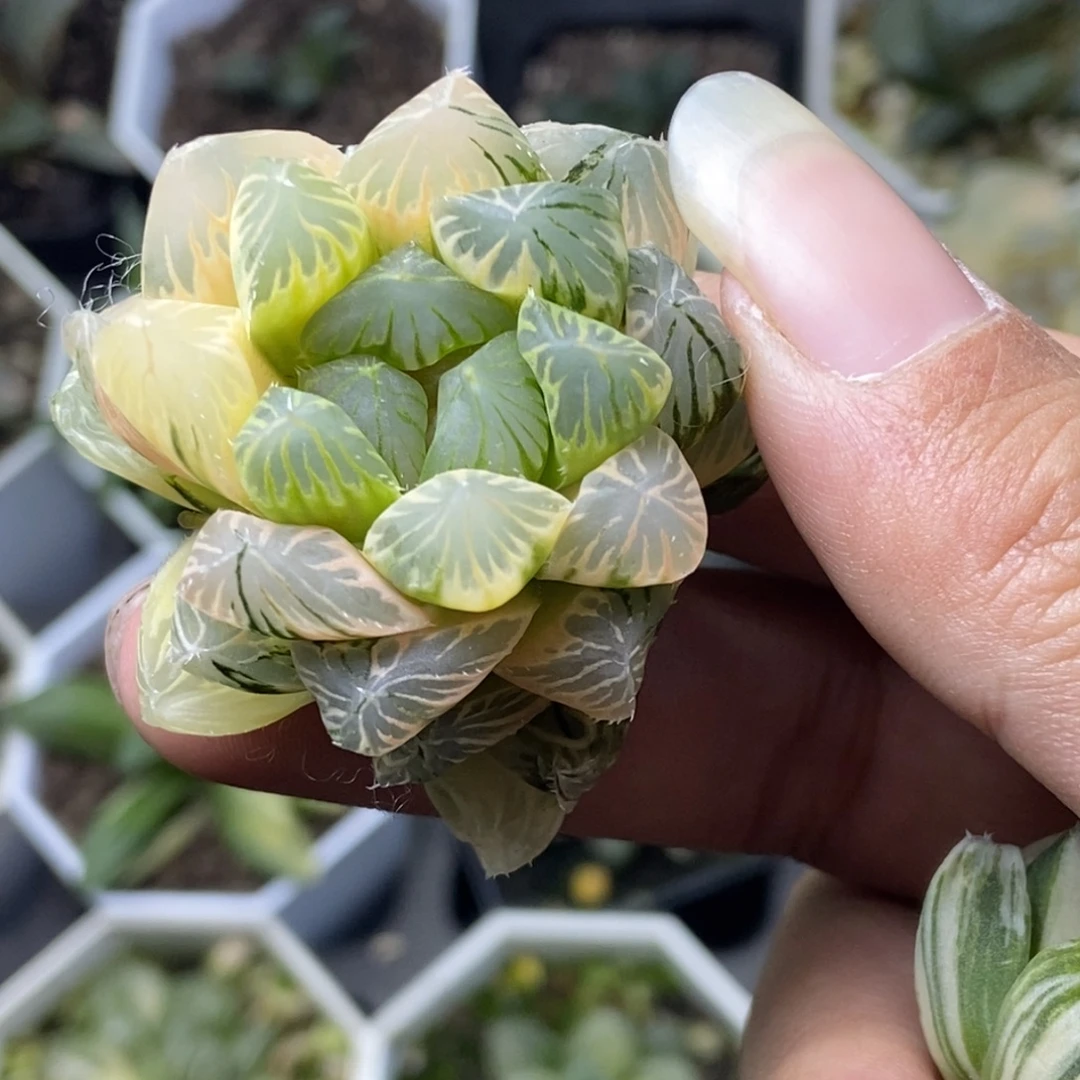 糊斑OM玉露锦无根瓶苗