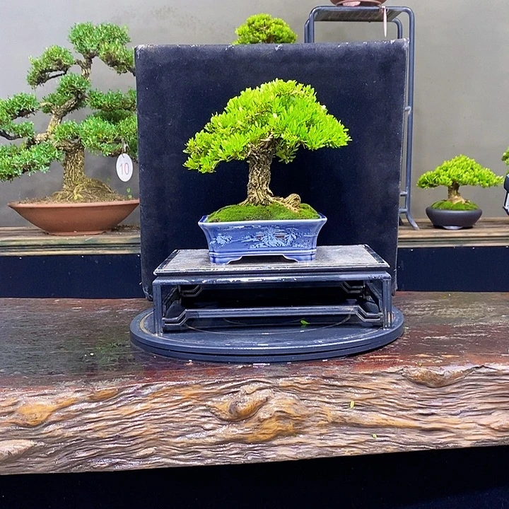 无花朵黄杨盆景四季常青