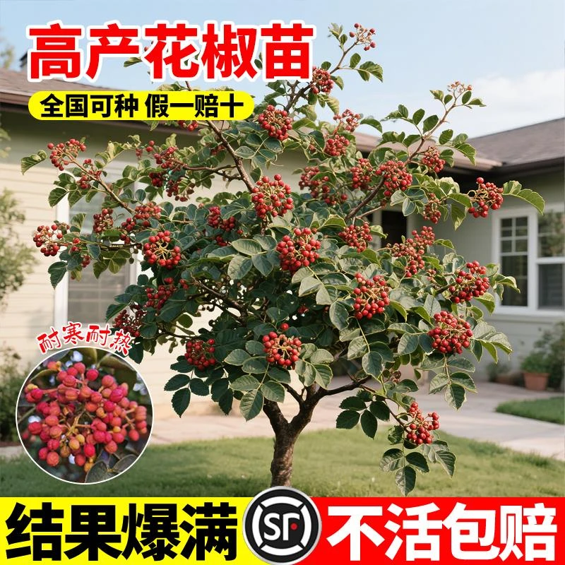 花椒苗树正宗四川大红袍花椒苗食用盆栽地栽南北种植麻椒青花椒苗