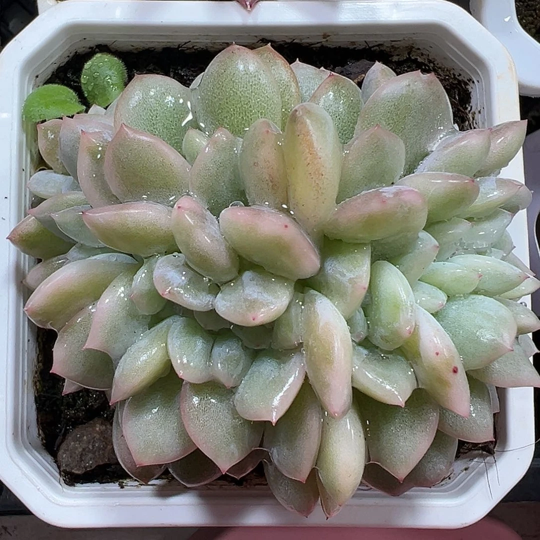 橙梦露锦缀多肉植物