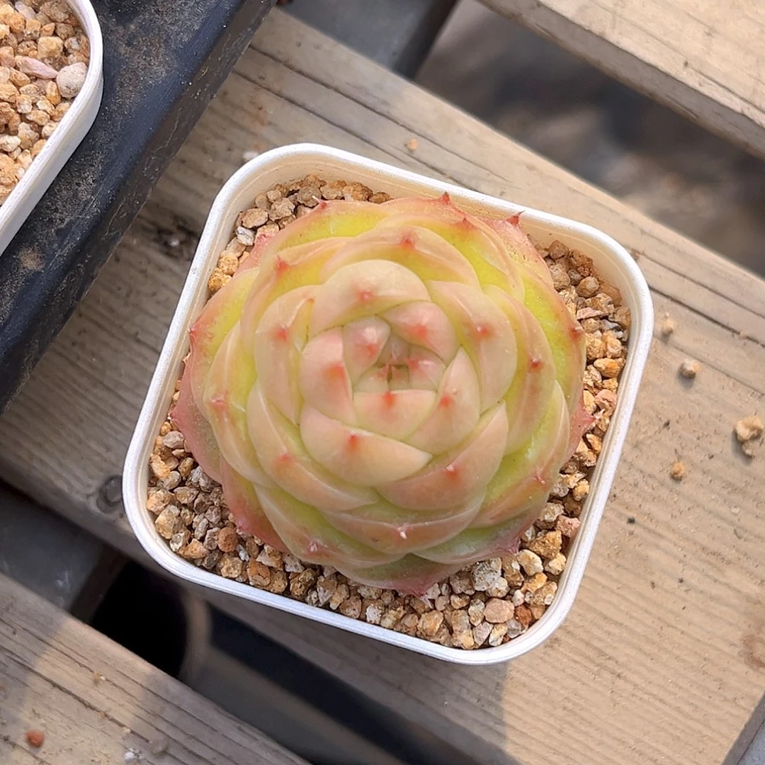 452 水晶包  满18包邮