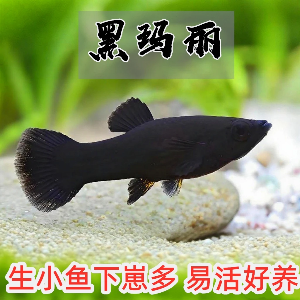 黑玛丽鱼热带鱼小型鱼胎生鱼下崽鱼观赏鱼淡水好养易活新手鱼