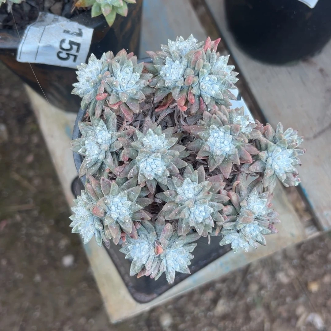 大脸白菊～一物一拍2780