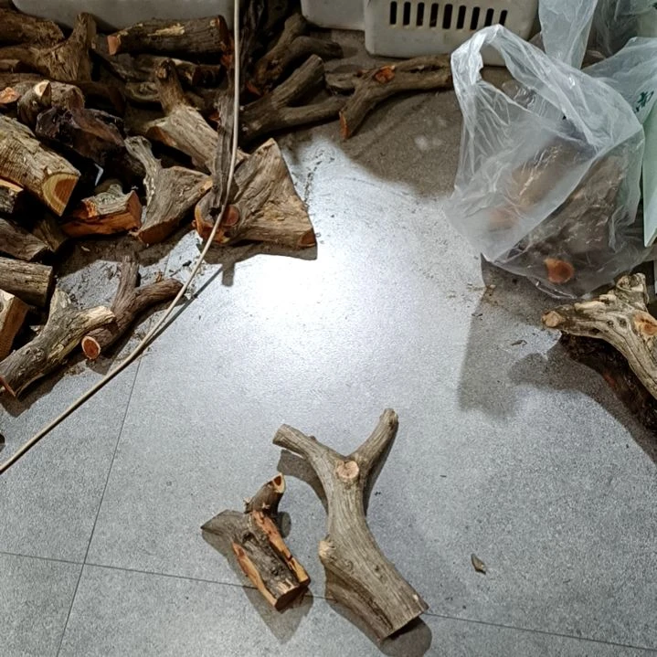 大***了香榧木崖柏原叉崖柏原叉崖柏