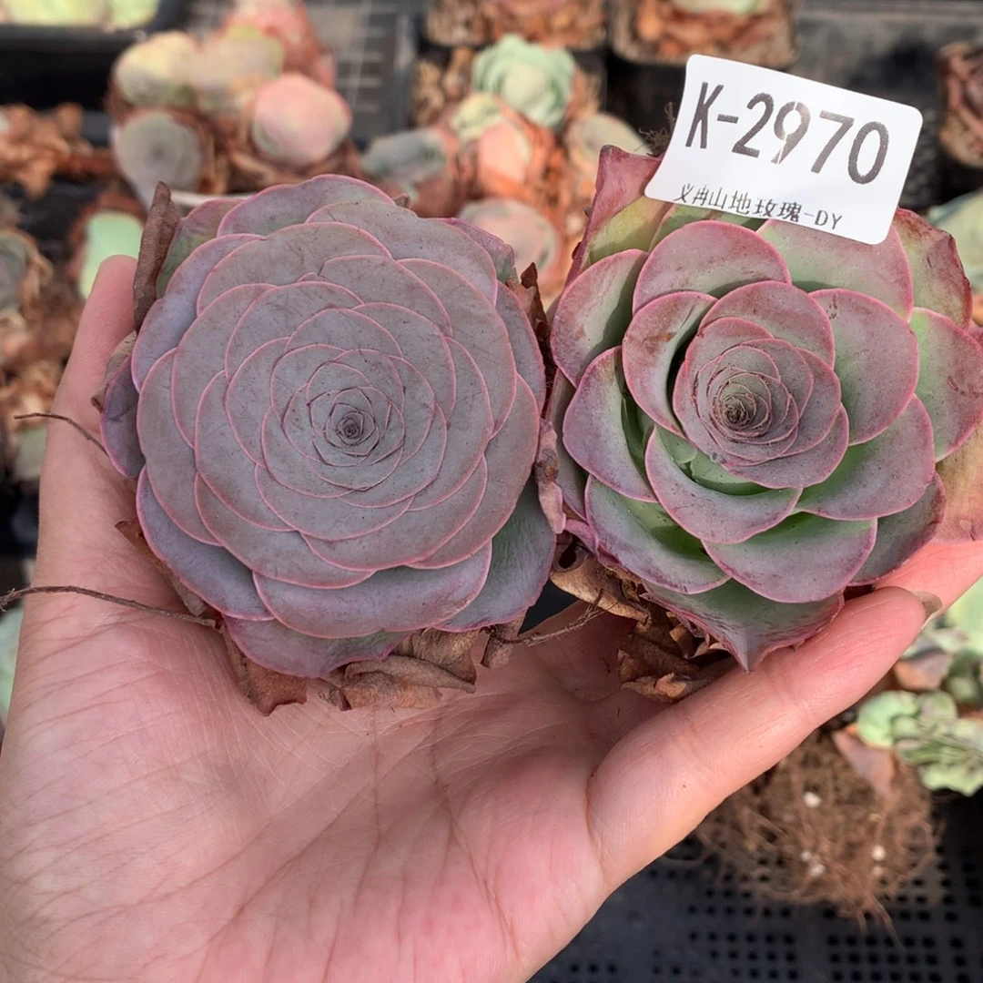 2970福利最红的2颗