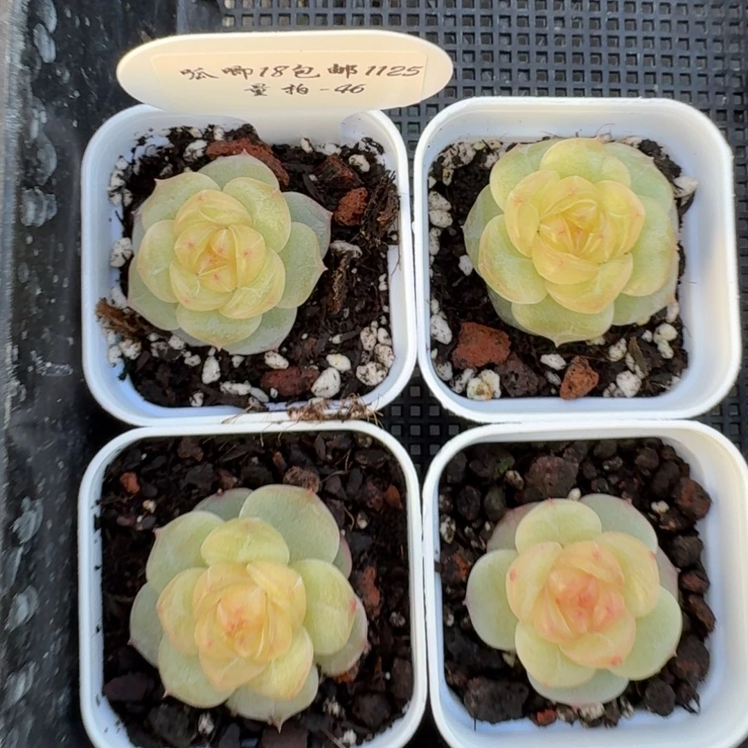 1125-046-3003一颗量拍