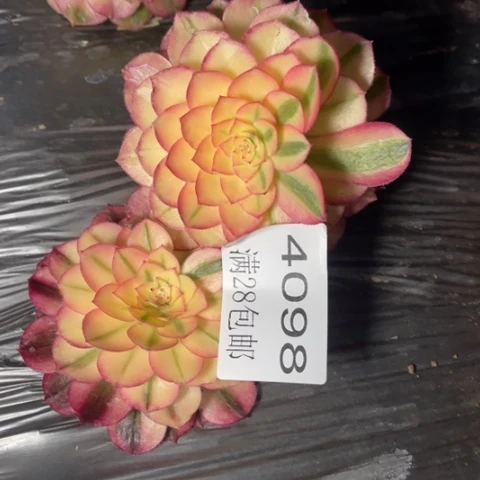 荔枝多肉多肉4098