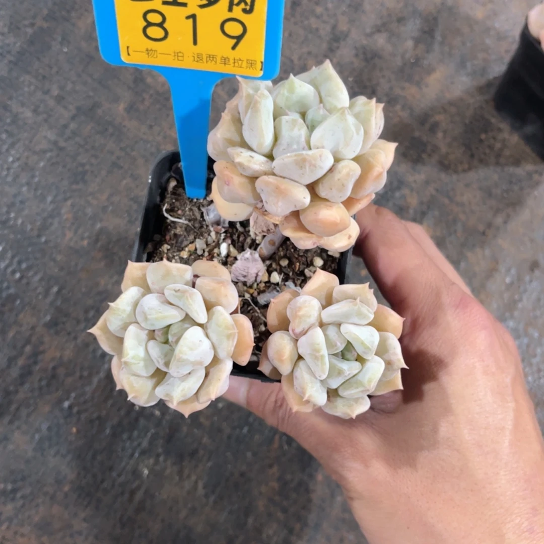 爱***球云尘多肉一物一拍819